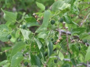 netleaf hackberry (Celtis reticulata) 